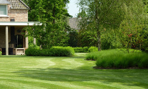 groen gezond gazon